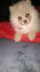 Pomeranian Puppies for sale in Cookeville, TN, USA. price: NA