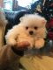 Pomeranian Puppies for sale in Panacea, FL 32346, USA. price: NA
