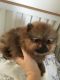 Pomeranian Puppies for sale in Panacea, FL 32346, USA. price: NA