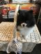Pomeranian Puppies for sale in Ohio City, Cleveland, OH, USA. price: NA