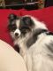 Pomeranian Puppies for sale in Solon, OH 44139, USA. price: NA