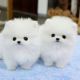 Pomeranian Puppies for sale in Scranton, PA, USA. price: $400