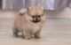 Pomeranian Puppies for sale in Dickinson, ND 58601, USA. price: $650