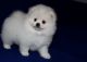 Pomeranian Puppies for sale in Grand Rapids, MI, USA. price: NA
