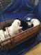 Pomeranian Puppies for sale in Sebewaing, MI 48759, USA. price: $500