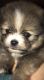 Pomeranian Puppies for sale in Pace, FL 32571, USA. price: NA