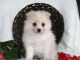Pomeranian Puppies for sale in Victoria, TX, USA. price: NA