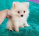 Pomeranian Puppies for sale in Rowlett, TX, USA. price: NA