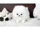 Pomeranian Puppies for sale in Denison, TX 75021, USA. price: NA