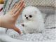 Pomeranian Puppies for sale in Charlotte, NC 28201, USA. price: NA