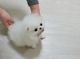 Pomeranian Puppies for sale in Tampa, FL, USA. price: $350