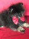 Pomeranian Puppies for sale in 19019 Merrick Rd, Amityville, NY 11701, USA. price: NA