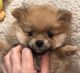 Pomeranian Puppies for sale in N St NW, Washington, DC, USA. price: NA