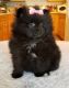 Pomeranian Puppies for sale in Cherry Valley, CA, USA. price: NA
