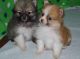 Pomeranian Puppies for sale in Bethesda, MD, USA. price: NA