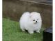 Pomeranian Puppies for sale in Toledo, OH 43601, USA. price: NA
