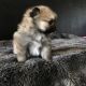 Pomeranian Puppies for sale in Perris, CA, USA. price: NA