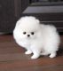 Pomeranian Puppies for sale in Florida City, FL, USA. price: NA