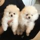 Pomeranian Puppies for sale in Fort Lauderdale, FL, USA. price: $450