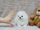 Pomeranian Puppies for sale in Temple City Blvd, Arcadia, CA 91007, USA. price: NA