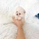 Pomeranian Puppies for sale in Rowland Heights, CA, USA. price: NA