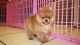 Pomeranian Puppies for sale in Maryland Ave SW, Washington, DC, USA. price: $650