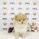 Pomeranian Puppies for sale in Temple City, CA, USA. price: NA