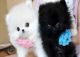 Pomeranian Puppies for sale in Nashville, TN, USA. price: NA