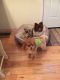 Pomeranian Puppies for sale in Nicholasville, KY 40356, USA. price: $600