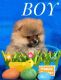 Pomeranian Puppies for sale in NJ-38, Cherry Hill, NJ 08002, USA. price: $800