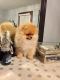 Pomeranian Puppies for sale in Sudbury, MA, USA. price: NA