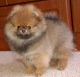 Pomeranian Puppies for sale in Sudbury, MA, USA. price: NA
