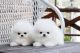 Pomeranian Puppies for sale in Virginia Beach, VA, USA. price: $500