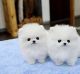 Pomeranian Puppies for sale in Charlotte, NC 28228, USA. price: NA