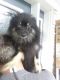 Pomeranian Puppies for sale in Schenectady, NY, USA. price: NA