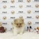 Pomeranian Puppies for sale in Temple City, CA, USA. price: NA