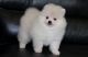 Pomeranian Puppies for sale in Jersey City, Nueva Jersey, EE. UU.. price: NA