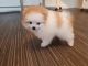 Pomeranian Puppies for sale in Cleveland, OH, USA. price: $150