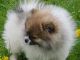 Pomeranian Puppies for sale in New York County, New York, NY, USA. price: NA