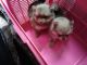 Pomeranian Puppies for sale in Twinsburg, OH 44087, USA. price: $500