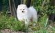 Pomeranian Puppies for sale in Rockville, Vernon, CT 06066, USA. price: NA