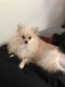 Pomeranian Puppies for sale in Kent, OH, USA. price: NA
