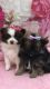 Pomeranian Puppies for sale in Plainfield, IL, USA. price: $500