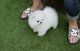 Pomeranian Puppies for sale in 30301 CA-1, Point Arena, CA 95468, USA. price: NA