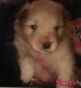 Pomeranian Puppies for sale in Sweetwater, TN 37874, USA. price: $600