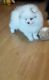 Pomeranian Puppies for sale in Pottstown, PA 19464, USA. price: NA