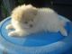 Pomeranian Puppies for sale in Staten Island, NY, USA. price: NA