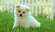Pomeranian Puppies for sale in Colorado Springs, CO 80903, USA. price: NA