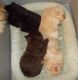 Pomeranian Puppies for sale in Tickfaw, LA 70466, USA. price: NA