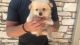 Pomeranian Puppies for sale in Kerrville, TX 78028, USA. price: NA
